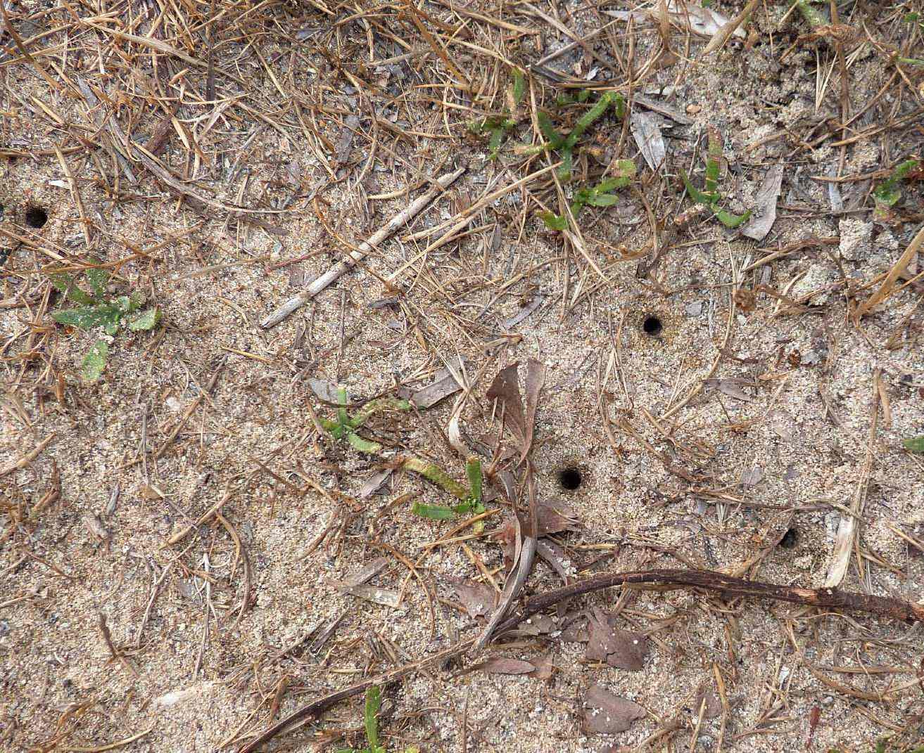 Larva di cicindela (probabile Lophyra flexuosa sardea)